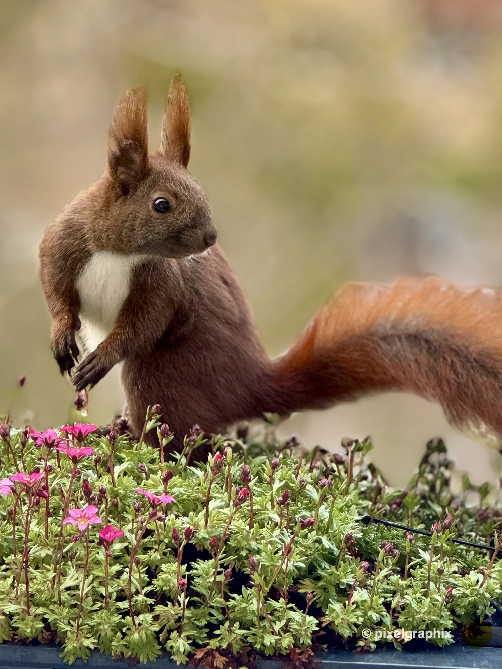 Das Bild zeigt ein braunes Eichhörnchen, das auf einer Blumenwiese sitzt. Das Eichhörnchen hat große, aufmerksame Augen und seine buschige Schwanzspitze ist deutlich zu sehen. Die Umgebung ist von vielen kleinen, rosa Blüten umgeben, die dem Bild eine natürliche und friedliche Atmosphäre verleihen.