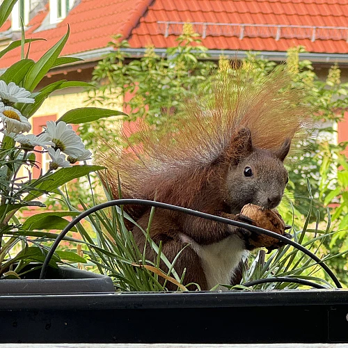 Das Bild zeigt ein braunes Eichhörnchen mit buschigem Schwanz, das in einem Blumenkasten sitzt. Der Blumenkasten ist mit verschiedenen Pflanzen und weißen Blüten gefüllt. Im Hintergrund sind unscharfe Gebäude mit roten Ziegeldächern zu sehen. Das Eichhörnchen hält eine Walnuss in seinen Pfoten.