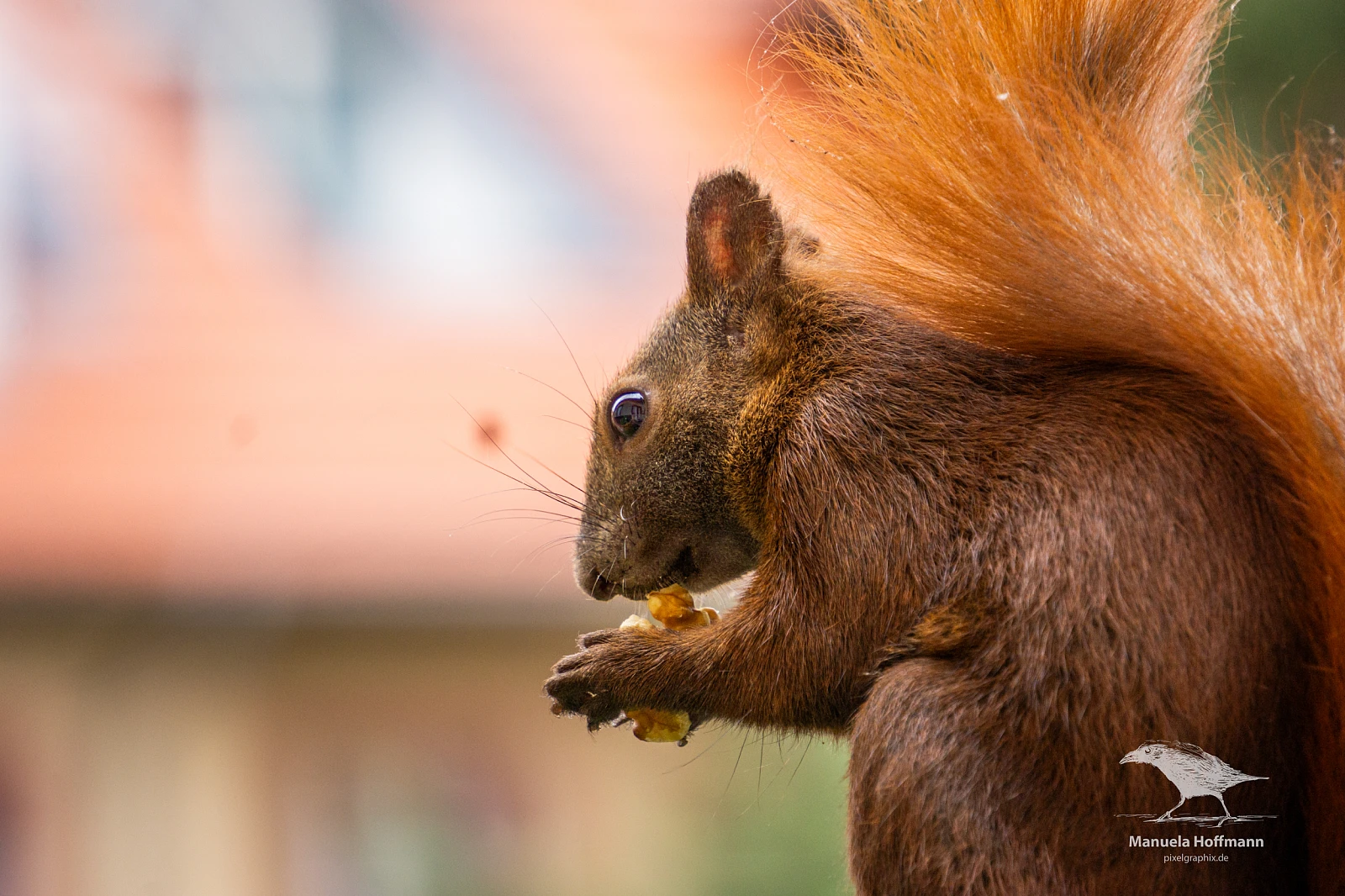 Ein Eichhörnchen mit buschigem Schwanz hält eine Nuss in seinen Pfoten. Der Hintergrund ist unscharf und zeigt grüne und orangefarbene Töne.