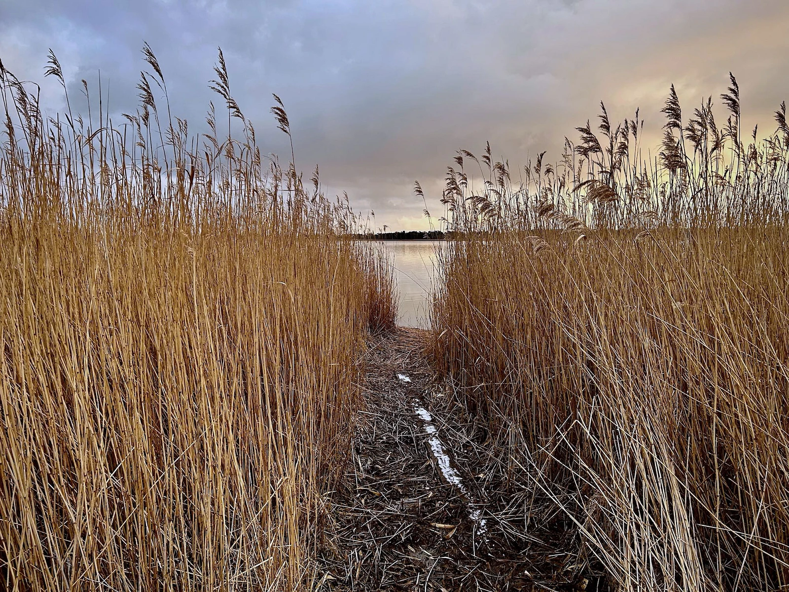 Blick auf den Wecker Bodden durch hohes Schilf.