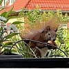 Das Bild zeigt ein braunes Eichhörnchen mit buschigem Schwanz, das in einem Blumenkasten sitzt. Der Blumenkasten ist mit verschiedenen Pflanzen und weißen Blüten gefüllt. Im Hintergrund sind unscharfe Gebäude mit roten Ziegeldächern zu sehen. Das Eichhörnchen hält eine Walnuss in seinen Pfoten.