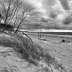 Schwarzweiß-Aufnahme der Ostsee. Dünengras und Windflüchter im Gegenlicht