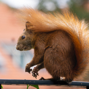 Ein Eichhörnchen mit buschigem Schwanz sitzt auf einem Geländer. Der Hintergrund ist unscharf und zeigt grüne und orangefarbene Töne.