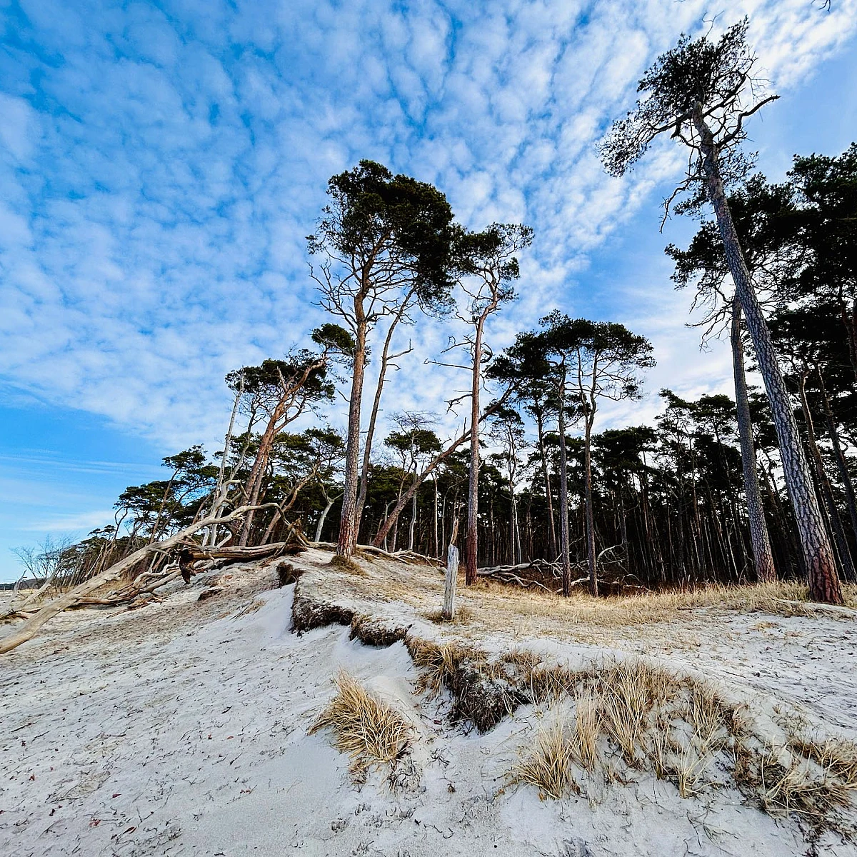 Blick auf Windflüchter am Weststrand