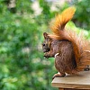 Ein Eichhörnchen mit buschigem Schwanz sitzt auf einer kleinen Holzplattform und hält etwas in seinen Pfoten. Im Hintergrund sind grüne Blätter zu sehen.