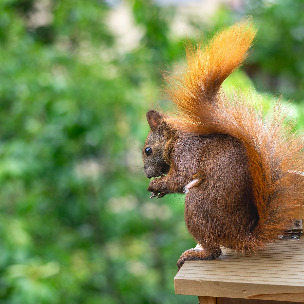 Ein Eichhörnchen mit buschigem Schwanz sitzt auf einer kleinen Holzplattform und hält etwas in seinen Pfoten. Im Hintergrund sind grüne Blätter zu sehen.