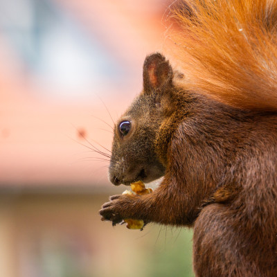 Ein Eichhörnchen mit buschigem Schwanz hält eine Nuss in seinen Pfoten. Der Hintergrund ist unscharf und zeigt grüne und orangefarbene Töne.