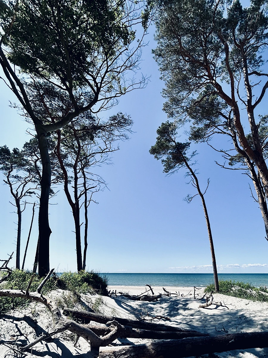 Blick auf Strand, Strandrosen und den Horizont der Ostsee