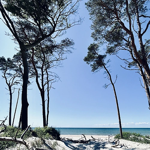 Blick durch Windflüchter auf den Horizont der Ostsee bei blauem Himmel