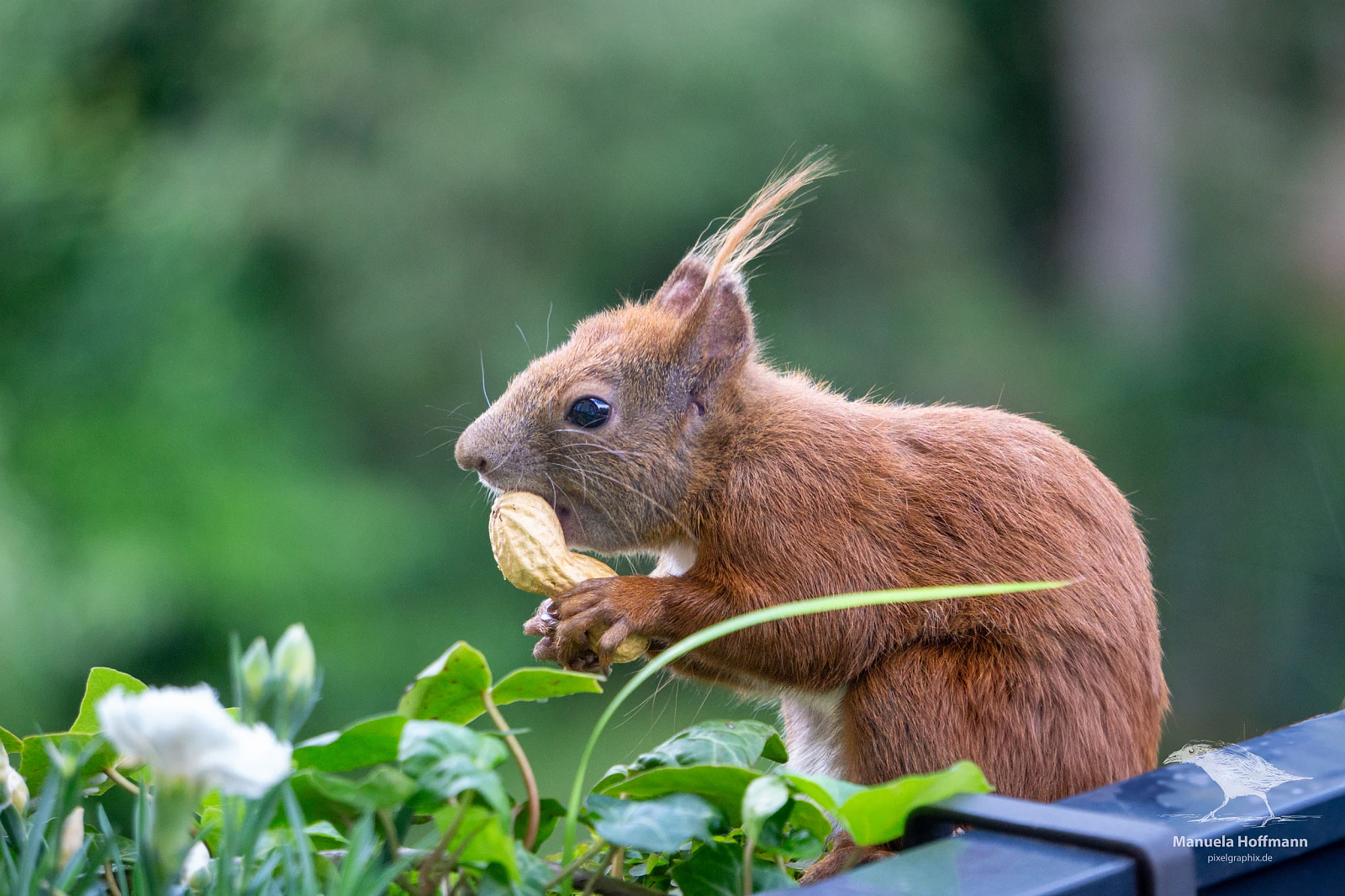 Ein Eichhörnchen mit buschigem Schwanz hält eine Erdnuss in seinen Pfoten. Der Hintergrund ist unscharf und zeigt grüne Blätter.