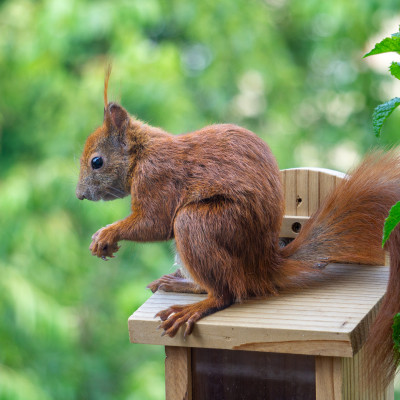 Ein Eichhörnchen mit buschigem Schwanz sitzt auf einer kleinen Holzplattform und hält etwas in seinen Pfoten. Im Hintergrund sind grüne Blätter zu sehen.