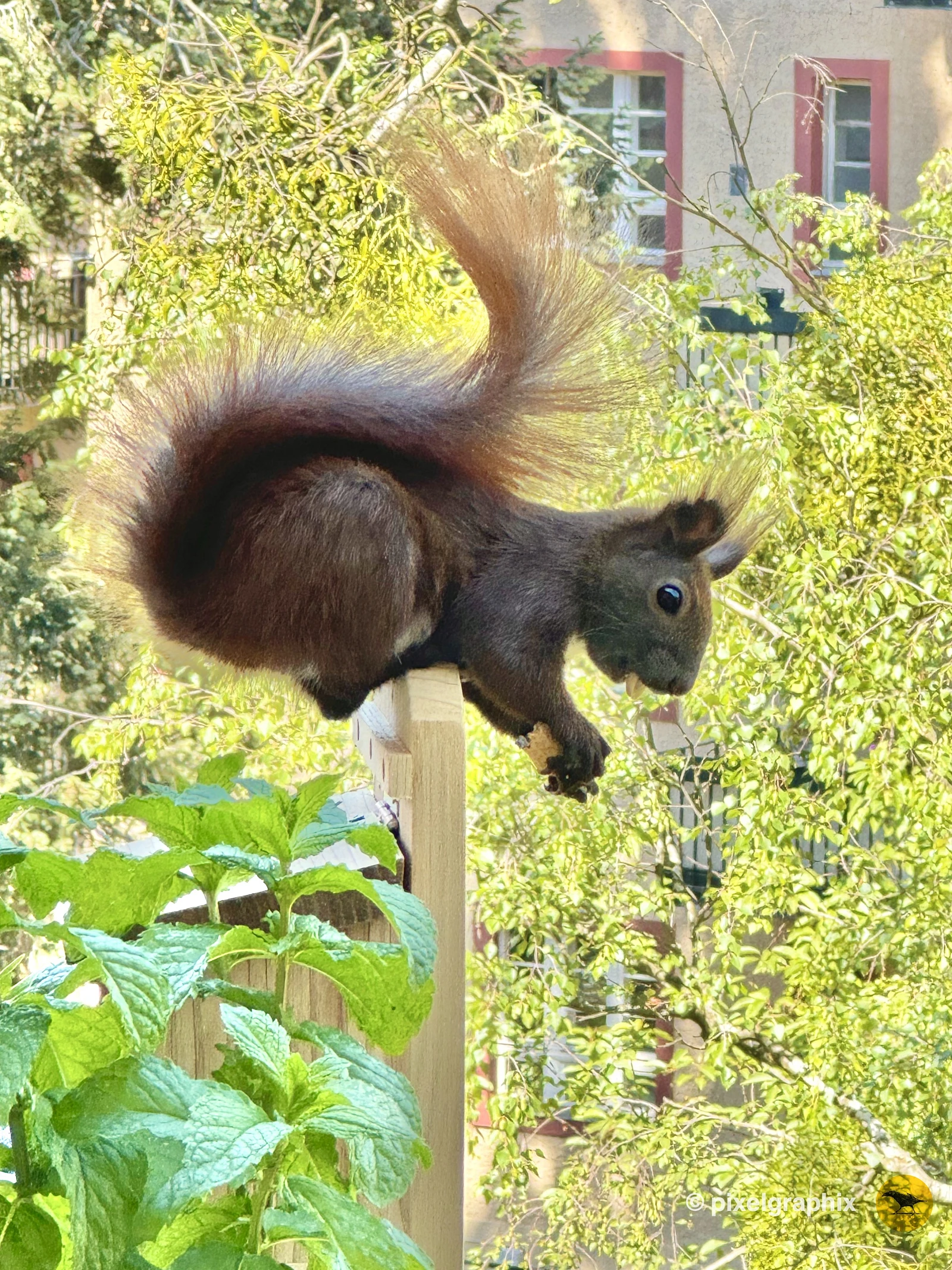 Das Bild zeigt ein braunes Eichhörnchen mit buschigem Schwanz, das auf einem Holzpfosten sitzt. Im Hintergrund sind unscharfe grüne Pflanzen und ein Gebäude mit roten Fensterrahmen zu sehen. Das Eichhörnchen hält eine Walnuss in seinen Pfoten und scheint zu fressen.