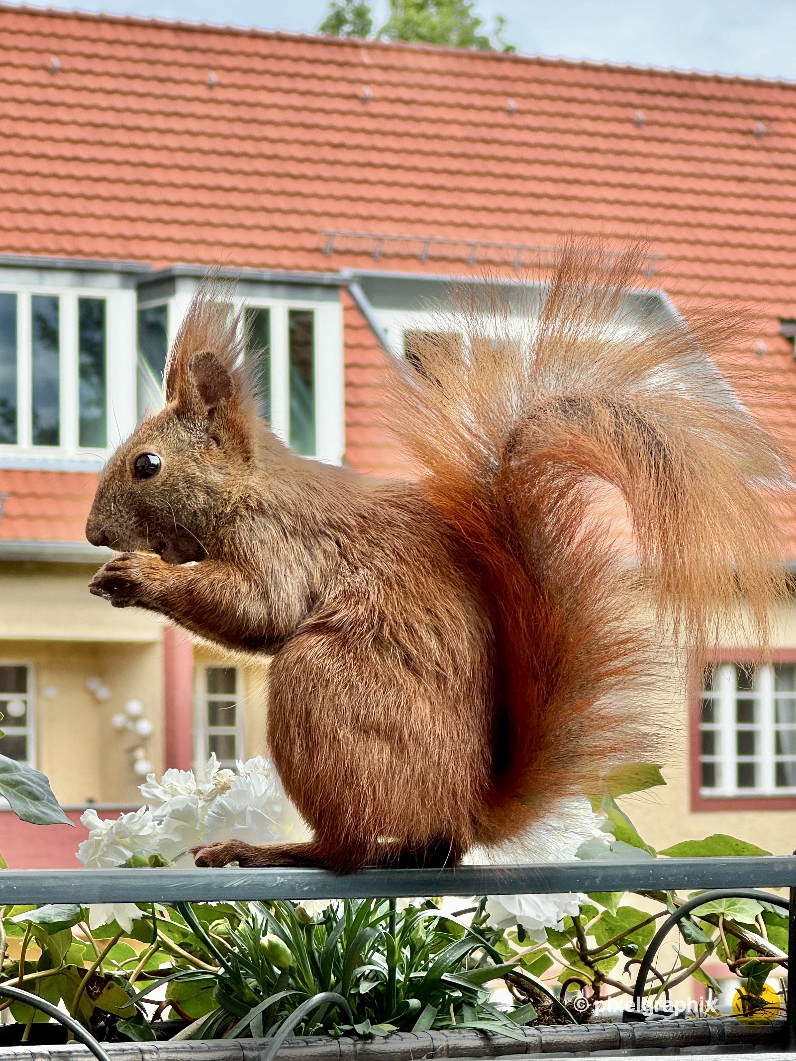 Das Bild zeigt ein braunes Eichhörnchen mit buschigem Schwanz, das auf einem Metallgeländer sitzt. Im Hintergrund sind unscharfe Gebäude mit roten Ziegeldächern und grüne Pflanzen zu sehen. Das Eichhörnchen hält etwas in seinen Pfoten und scheint zu fressen.