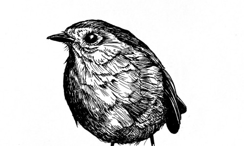 Tintezeichnung eines Vogels, der nach links schaut.