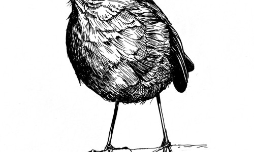 Tintezeichnung eines Vogels, der nach links schaut.