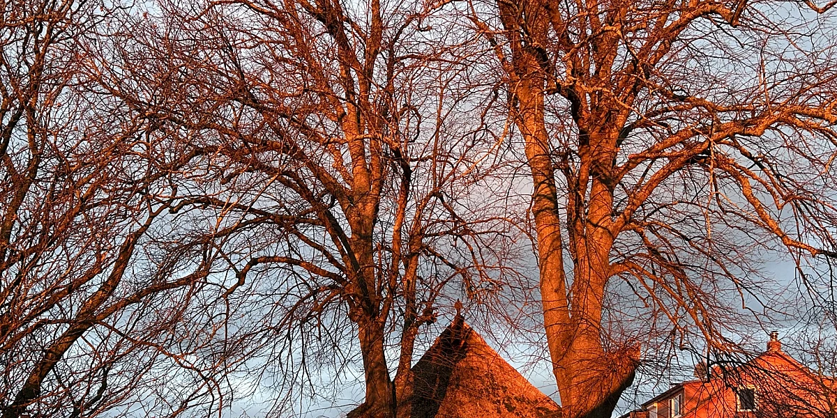 Die Äste zweier Bäume sind vom Sonnenaufgang rot gefärbt.