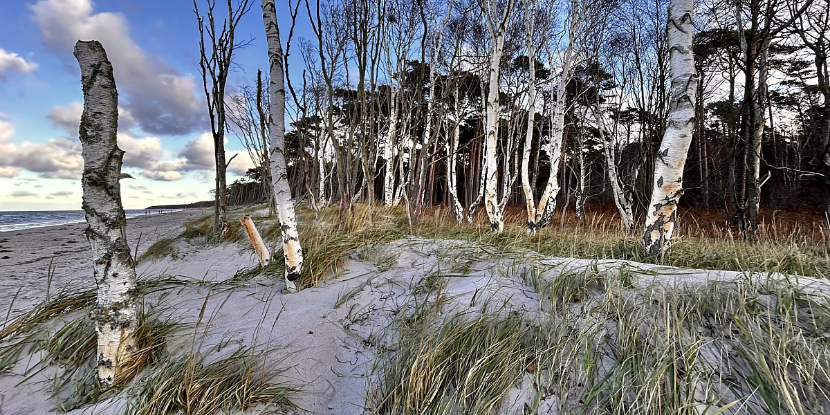 Schmale Birken und Strandhafer am Weststrand
