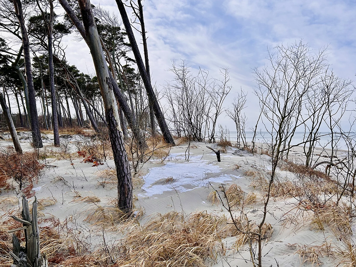 Im linken Teil des Bildes sind dünne Stämme von Windflüchtern im Sand zu sehen. Ringsum Strandhafer und etwas Schnee. Rechts kann man das Meer und den Strand erahnen. Am blauen Himmel sind viele weiße Wolken.