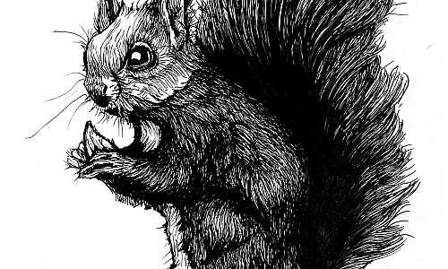 Tintezeichnung eines Eichhörnchens