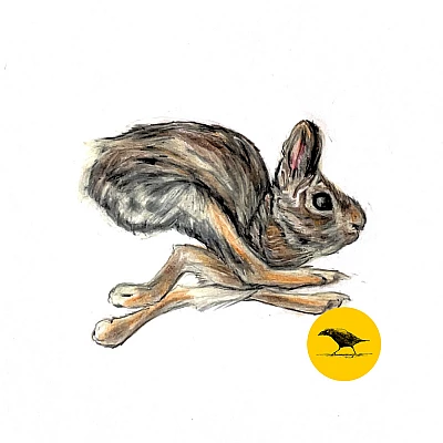 Farbige Zeichnung eines rennenden Hasen
