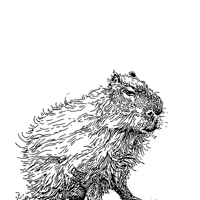 Schwarze Zeichnung eines Capybara