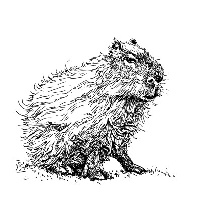 Schwarze Zeichnung eines Capybara