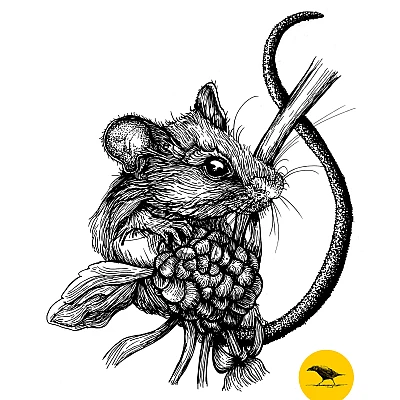 Schwarzweisse Tintezeichnung einer Maus