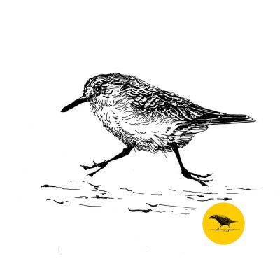 Schwarzweisse Tintezeichnung eines Vogels