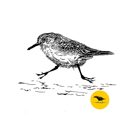 Schwarzweisse Tintezeichnung eines Vogels