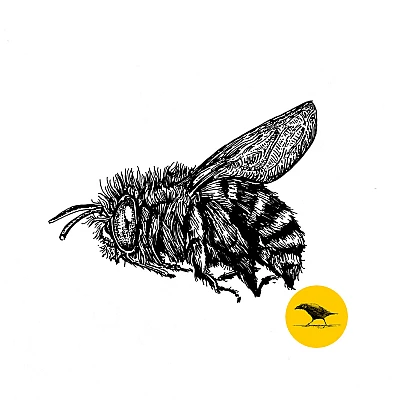 Schwarzweisse Tintezeichnung eines Insekts