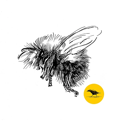 Schwarzweisse Tintezeichnung eines Insekts