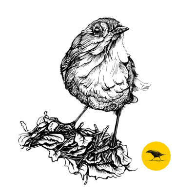 Schwarzweisse Tintezeichnung eines Vogels