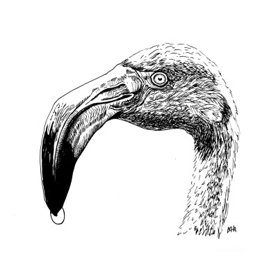 Schwarze Zeichnung eines Flamingos.