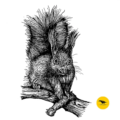 Schwarzweisse Tintezeichnung eines Eichhörnchens