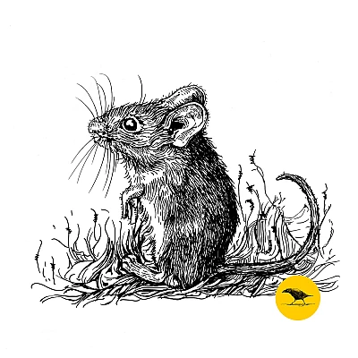 Schwarzweisse Tintezeichnung einer Maus