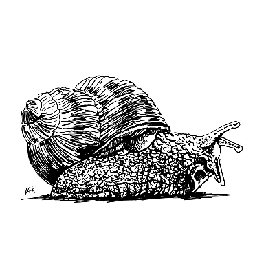 Schwarze Zeichnung einer Weinbergschnecke