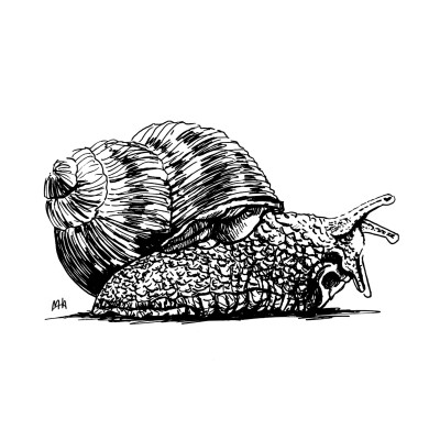 Schwarze Zeichnung einer Weinbergschnecke