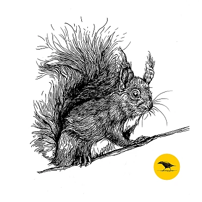 Schwarzweisse Tintezeichnung eines Eichhörnchens
