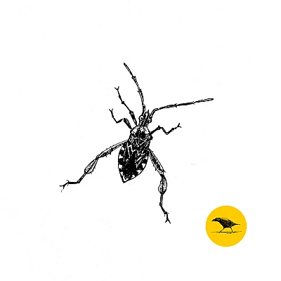 Schwarzweisse Tintezeichnung eines Insekts