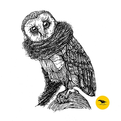 Schwarzweisse Tintezeichnung einer Eule