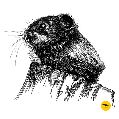 Schwarzweisse Tintezeichnung eines Hamsters