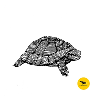 Tintezeichnung einer Schildkröte