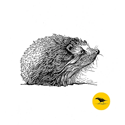 Schwarzweisse Tintezeichnung eines Igels