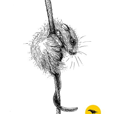 Schwarzweisse Tintezeichnung einer Maus