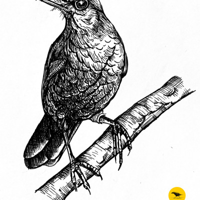 Schwarzweisse Tintezeichnung eines Vogels