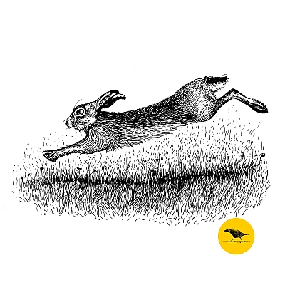 Schwarzweisse Tintezeichnung eines Hasen