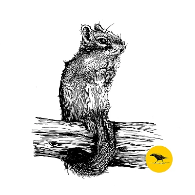 Schwarzweisse Tintezeichnung eines Hörnchens