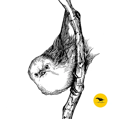 Schwarzweisse Tintezeichnung eines Vogels