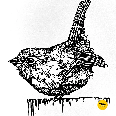 Schwarzweisse Tintezeichnung eines Vogels