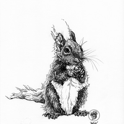 Schwarze Zeichnung eines Eichhörnchens.